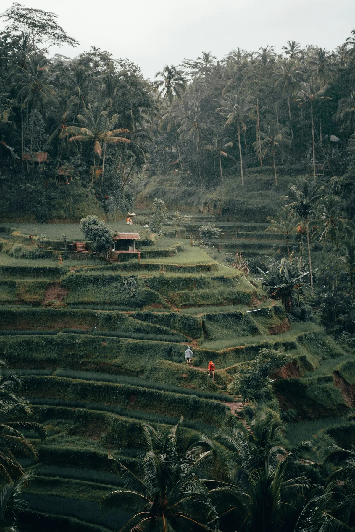 Rice terraces and jungle near Ubud at first light